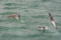 094 Blue-footed booby 12